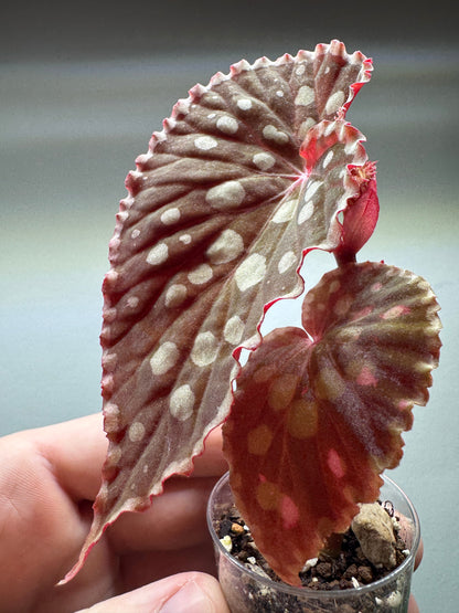 Angled view of Begonia Chlorosticta showing textured leaves and compact growth. Ideal for home and garden plant collectors.