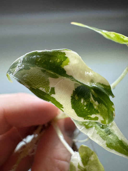 Alocasia sarian Variegata