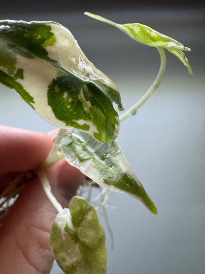 Alocasia sarian Variegata