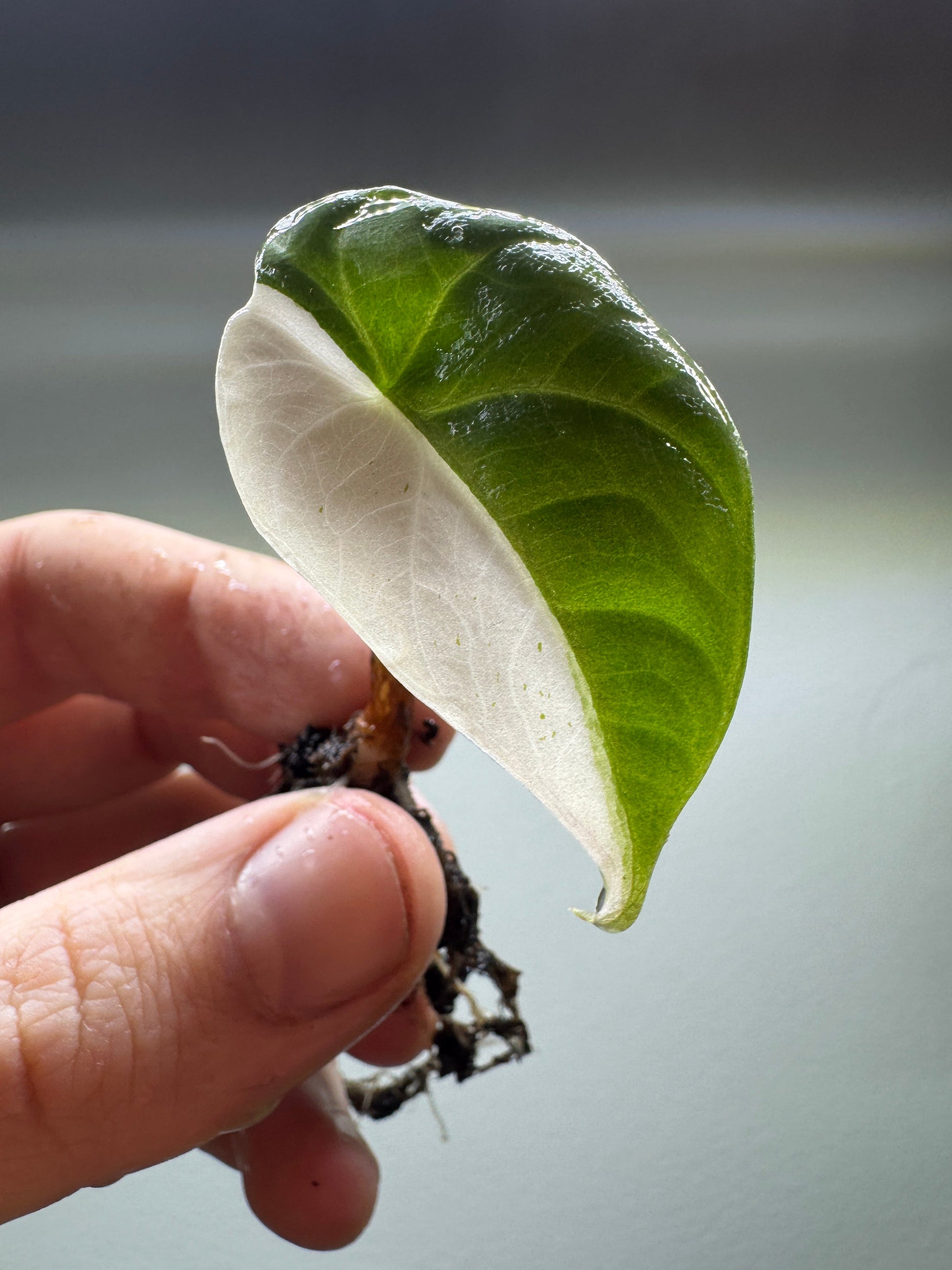 Alocasia maharani Half Moon cutting showing striking half-white, half-green variegated leaf. Ideal for rare houseplant collectors.