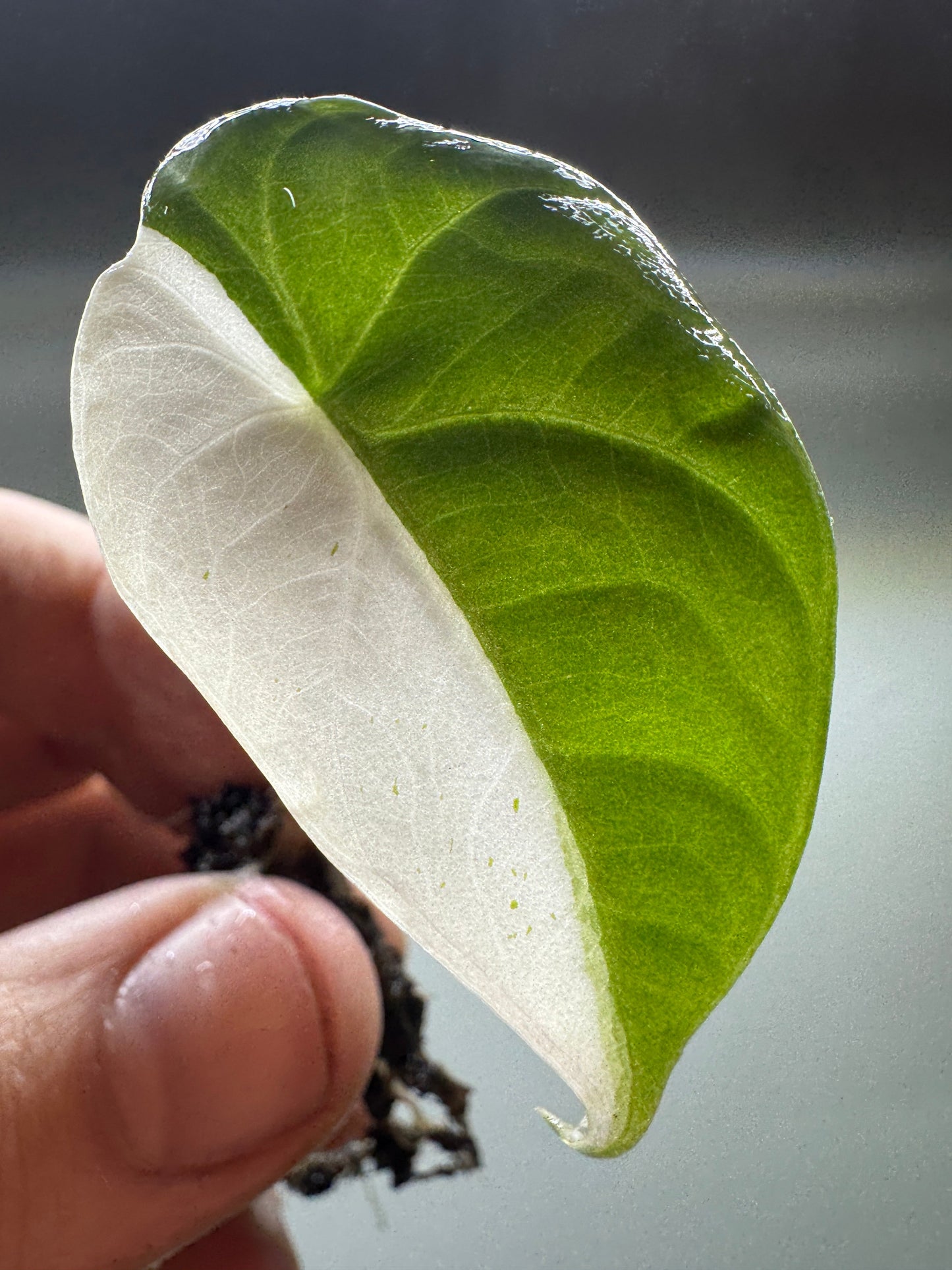 Close-up of Alocasia maharani Half Moon leaf with vivid variegation. A rare potted houseplant for indoor plant enthusiasts.