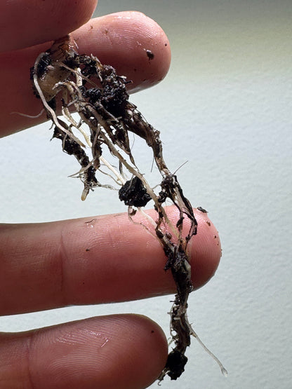 Exposed root system of Alocasia maharani Half Moon cutting. Healthy roots ready for planting in home garden pots.