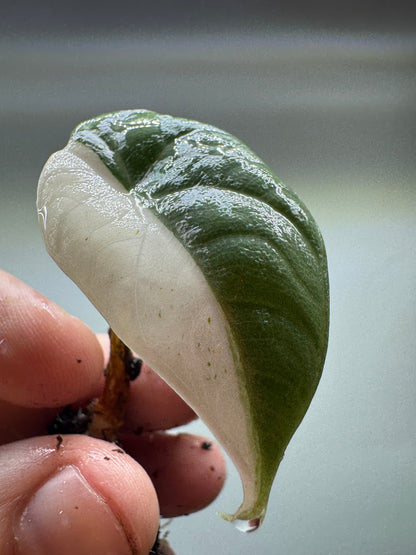 Detailed view of Alocasia maharani Half Moon leaf with glossy texture and half-moon variegation. Perfect for indoor plant decor.