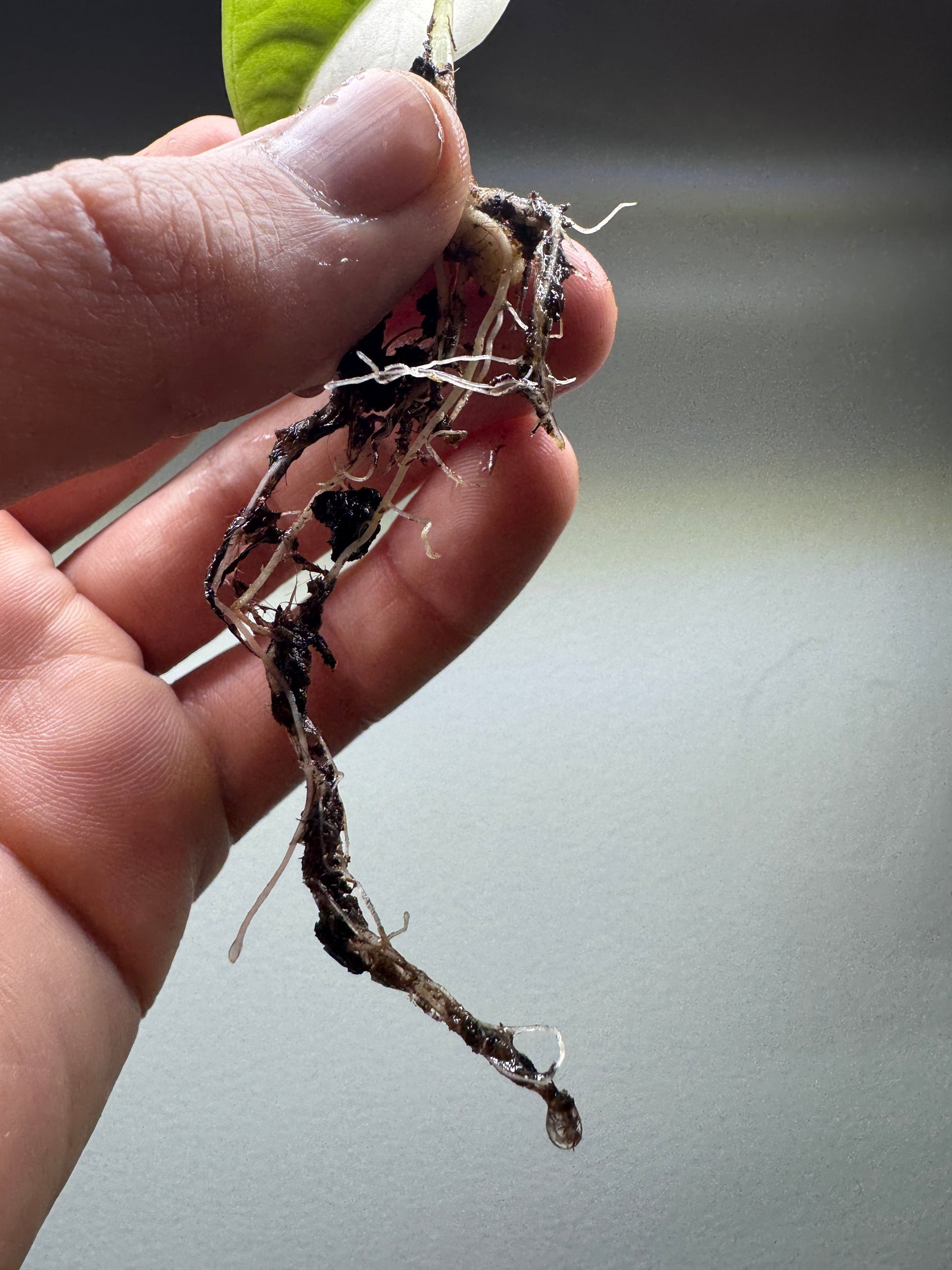 Close-up of Alocasia maharani Half Moon roots with soil remnants. Ideal for transplanting into indoor or outdoor pots.