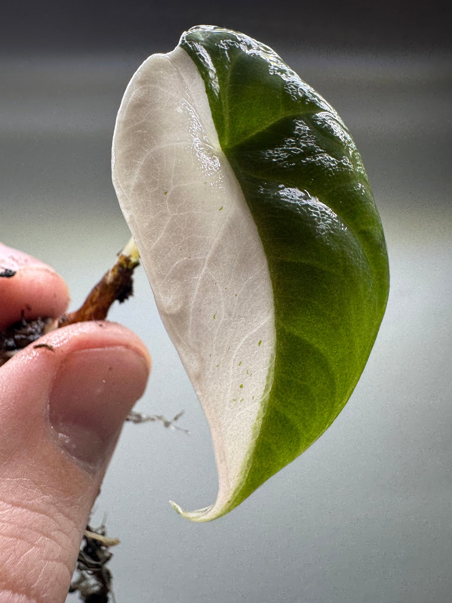 Side view of Alocasia maharani Half Moon leaf showing dramatic half-moon variegation. A unique addition to any houseplant collection.