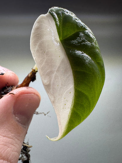 Side view of Alocasia maharani Half Moon leaf showing dramatic half-moon variegation. A unique addition to any houseplant collection.