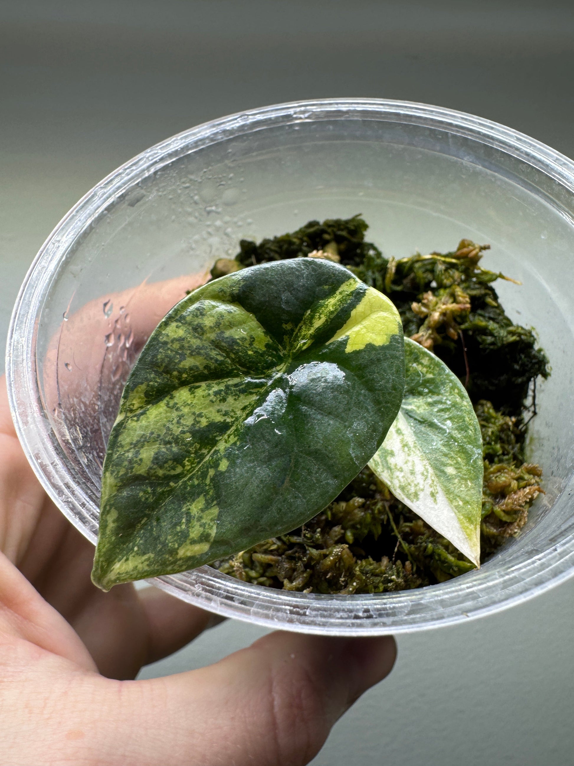 Alocasia sinuata 'QUILTED DREAMS' Albo Variegata with striking white and green variegated leaves in a clear plastic pot, ideal for collectors.