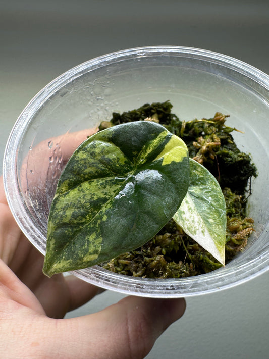 Alocasia sinuata 'QUILTED DREAMS' Albo Variegata with striking white and green variegated leaves in a clear plastic pot, ideal for collectors.