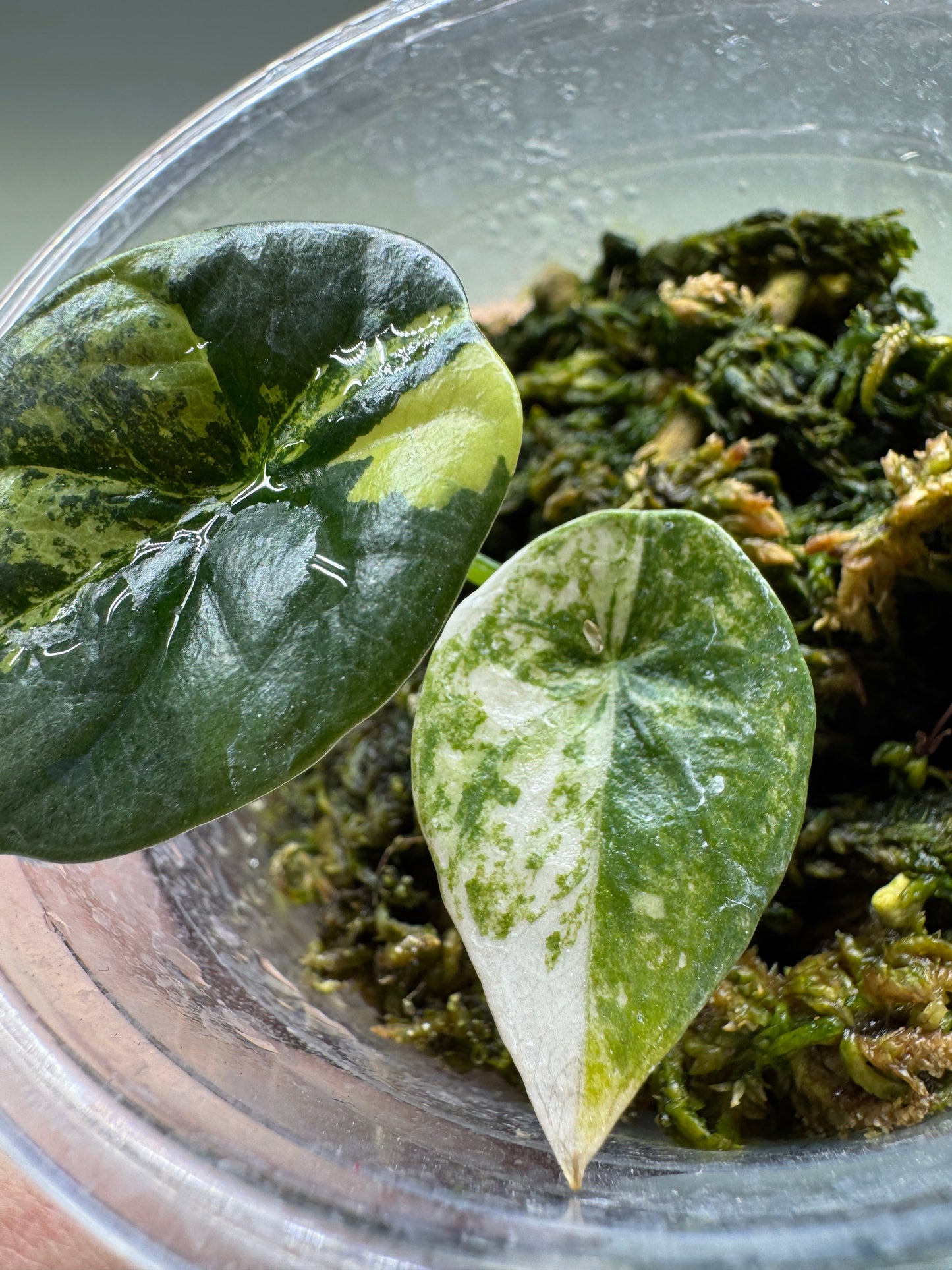 Close-up of Alocasia sinuata 'QUILTED DREAMS' Albo Variegata showing textured variegated foliage and healthy root growth in moss substrate.