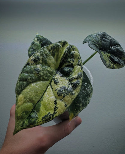 Mature Alocasia sinuata 'QUILTED DREAMS' Albo Variegata with large, deeply quilted variegated leaves, perfect for indoor plant enthusiasts.