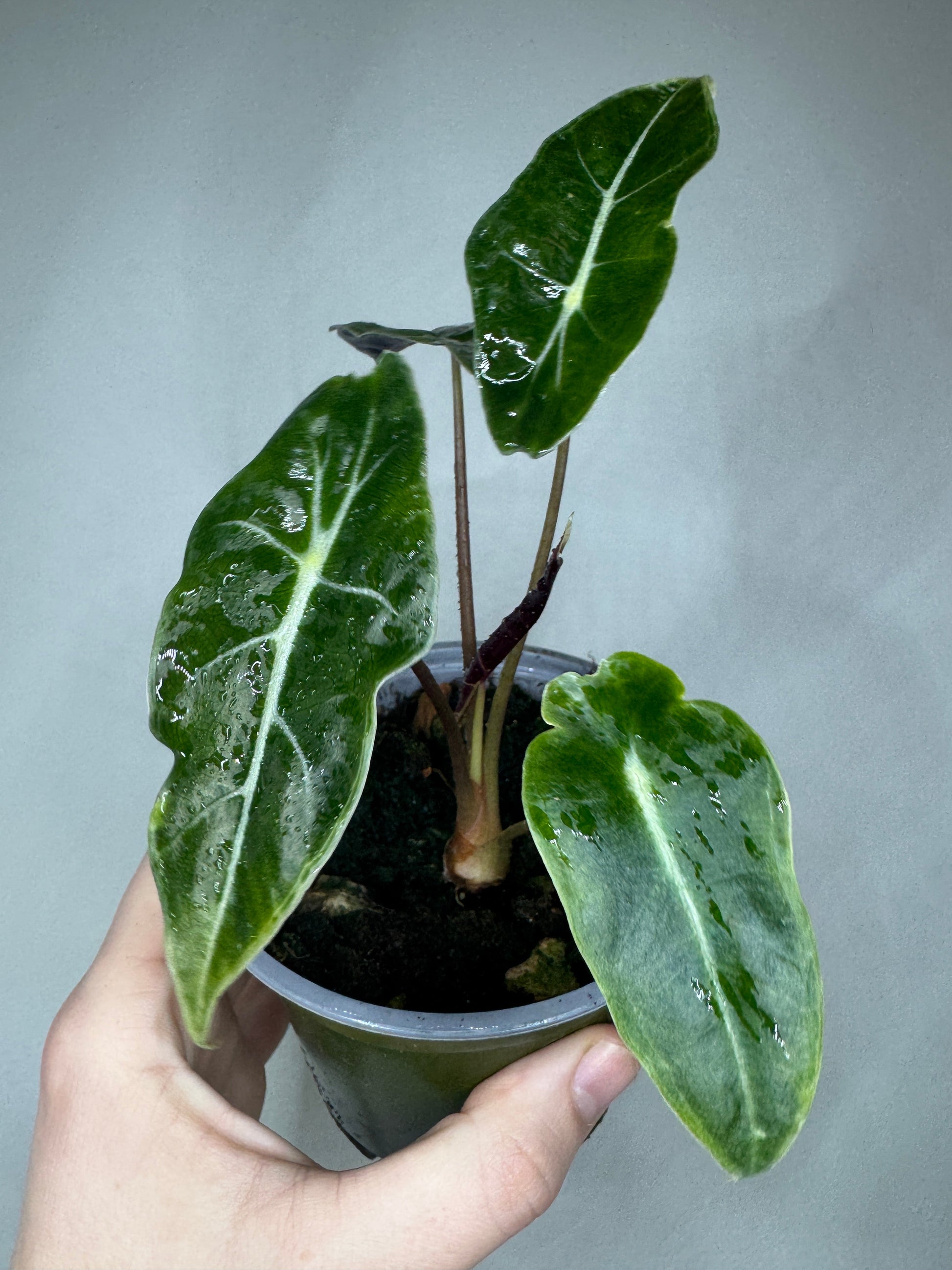 Alocasia watsoniana a rare and exotic plant with velvety dark green leaves and bold white veins in a small plastic pot, ideal for indoor decor.