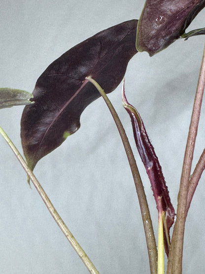 Underside view of Alocasia watsoniana a rare and exotic plant highlighting its deep purple leaf backs and emerging new growth.