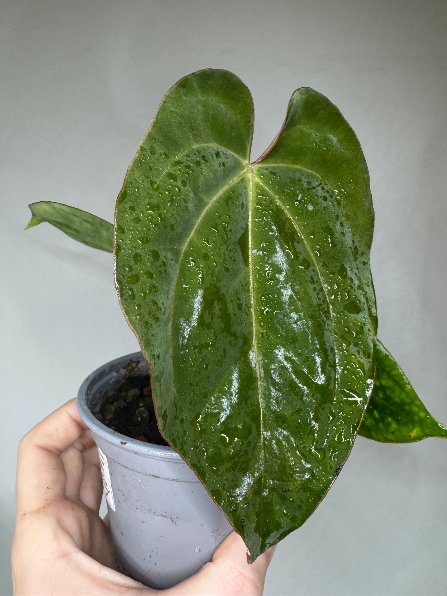 Close-up of Anthurium 'Darkest Lady' leaf with deep green, almost black glossy texture. A rare exotic plant for home and garden decor.