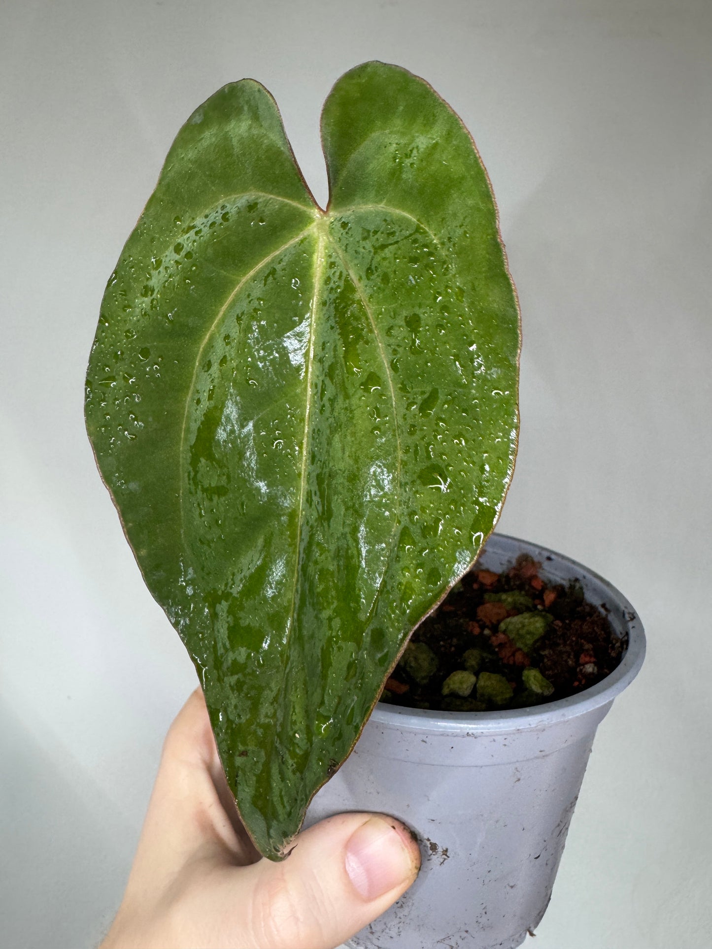 Anthurium 'Darkest Lady' in a small gray pot, showcasing its rare, glossy, dark green leaf with a heart shape. A striking exotic indoor plant.