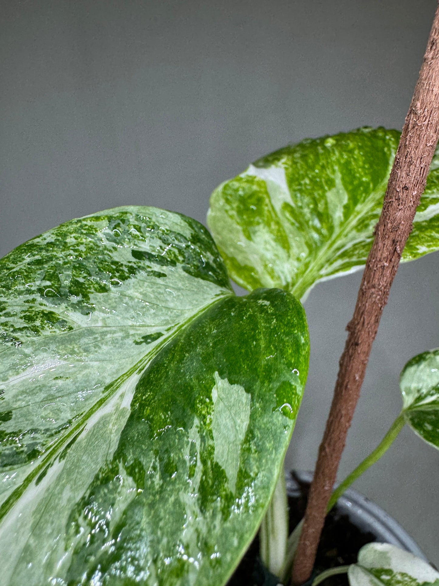 Close-up of Monstera borsigiana Albo Variegata leaf showing vivid white marbling and glossy green texture, a rare indoor plant favorite.