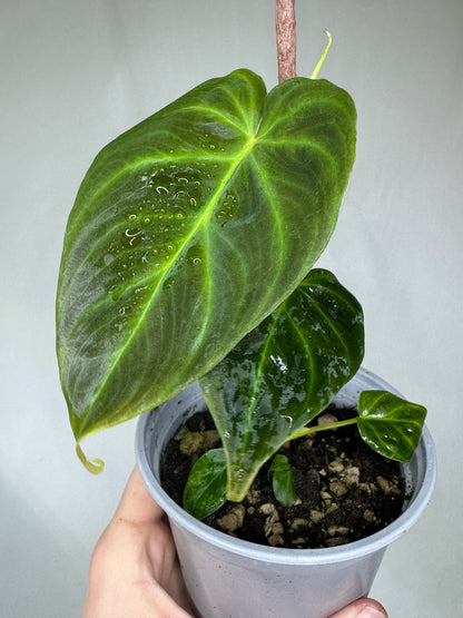 Philodendron verrucosum MINI with velvety heart-shaped leaves and vivid green veins in a small pot, ideal for indoor plant lovers.