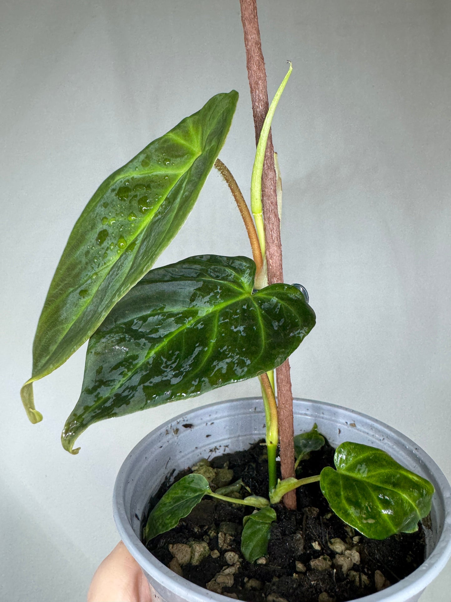 Compact Philodendron verrucosum MINI showing lush dark green foliage with water droplets, perfect for home and garden decor.