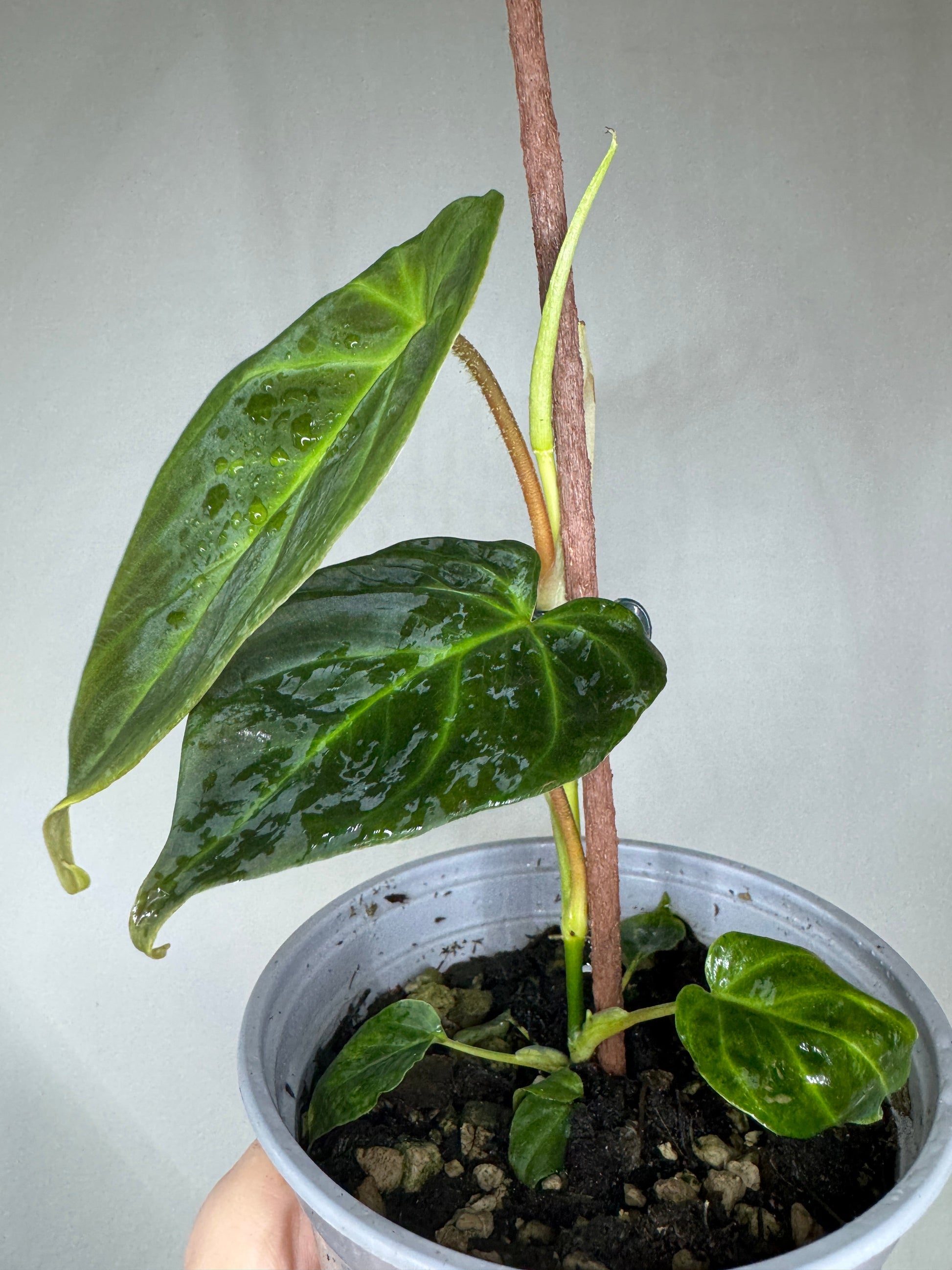 Compact Philodendron verrucosum MINI showing lush dark green foliage with water droplets, perfect for home and garden decor.