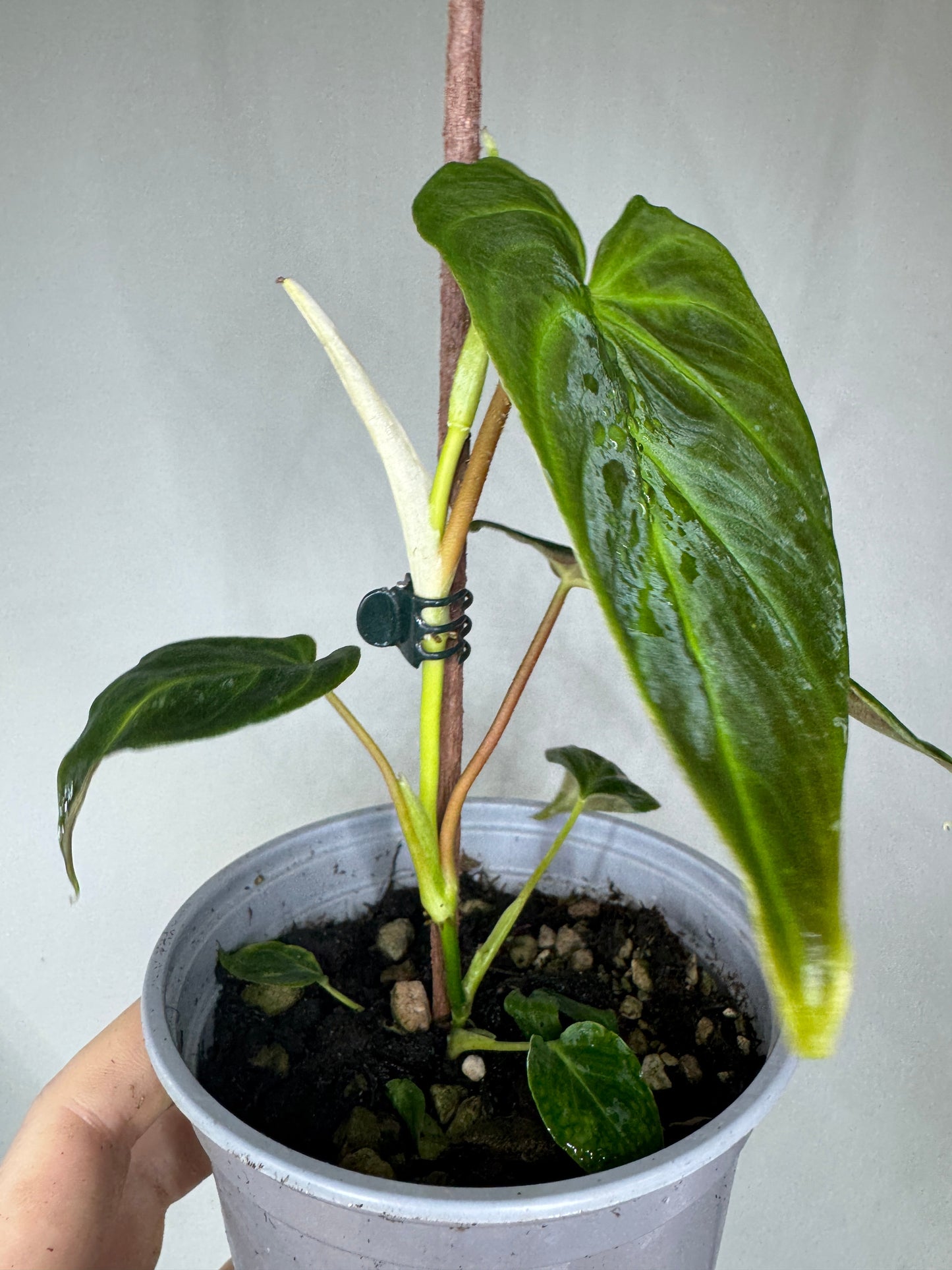 Philodendron verrucosum MINI climbing a support stick, showcasing its vibrant foliage and compact growth for indoor plant collections.