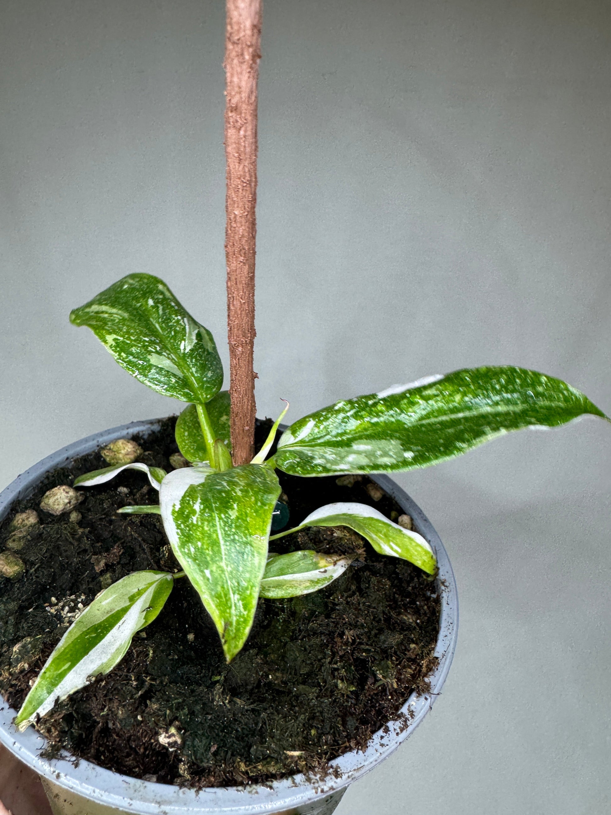 Mini rare Aroid Mystery Subscription box includes a variegated aroid plant with white-speckled leaves, great for rare plant collectors.