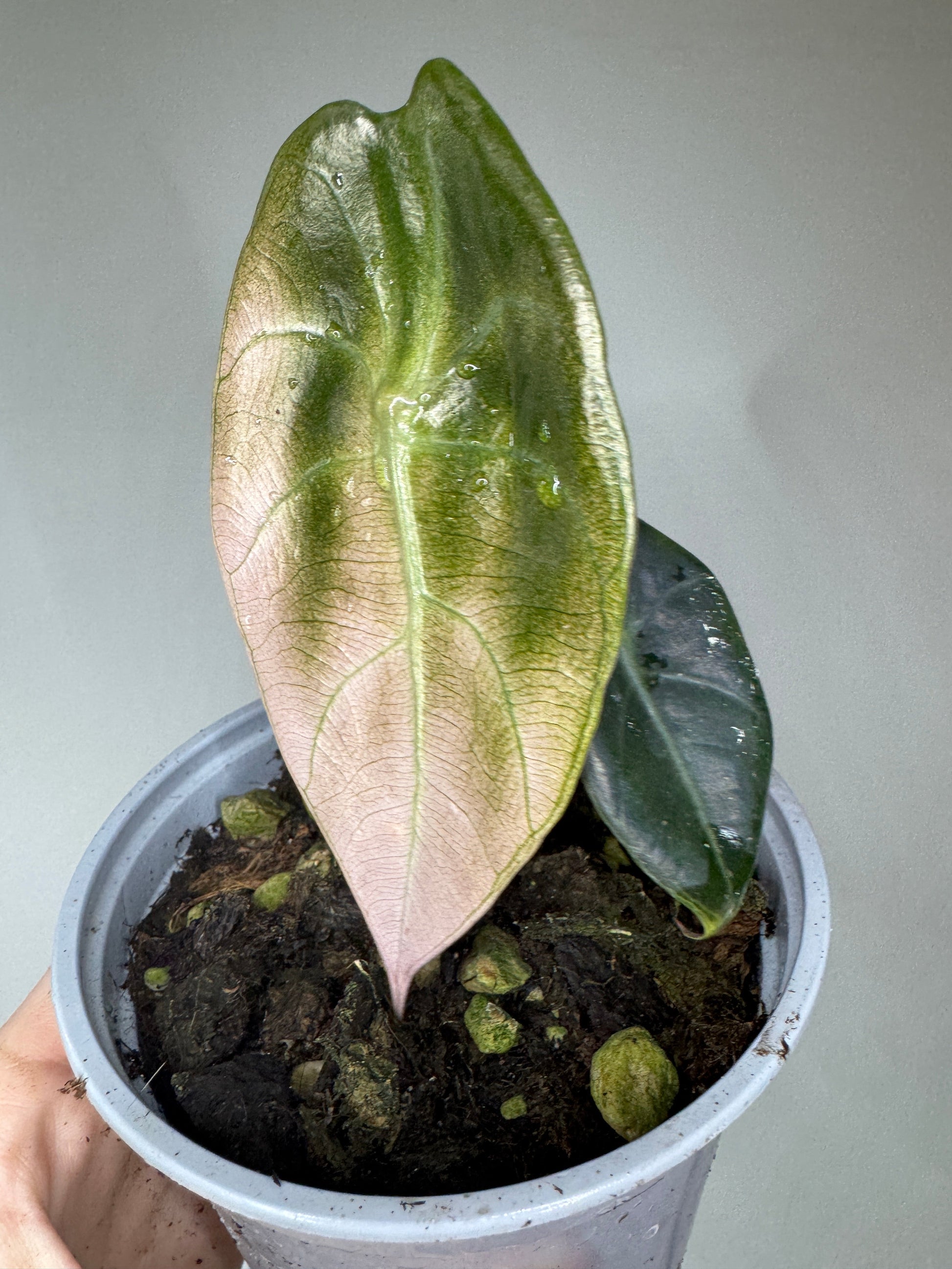 Alocasia suhirmaniana showing unique leaf coloration with green top and pinkish underside, perfect for home and garden decor.