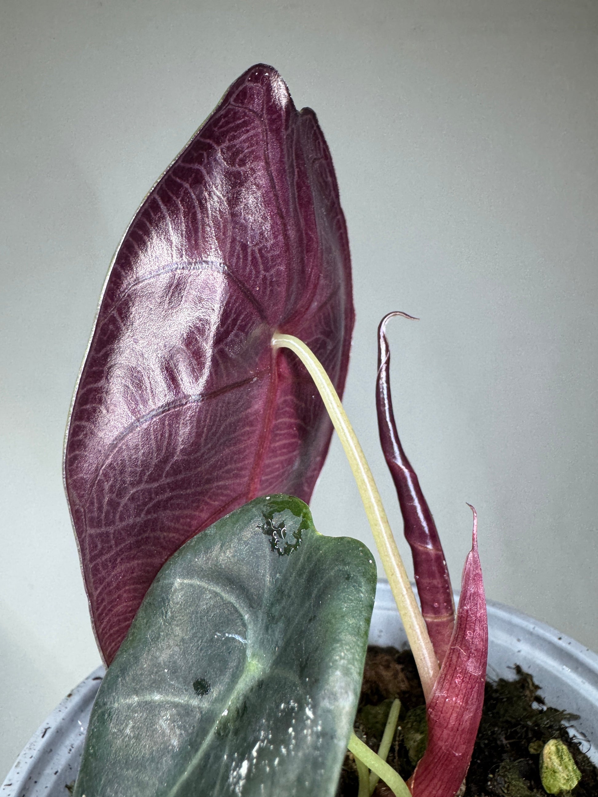 Alocasia suhirmaniana with striking purple underside and dark green foliage in a white pot, ideal for indoor plant collections.