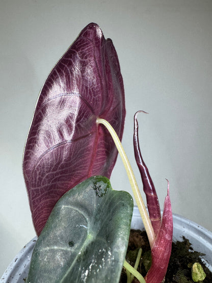 Alocasia suhirmaniana with striking purple underside and dark green foliage in a white pot, ideal for indoor plant collections.