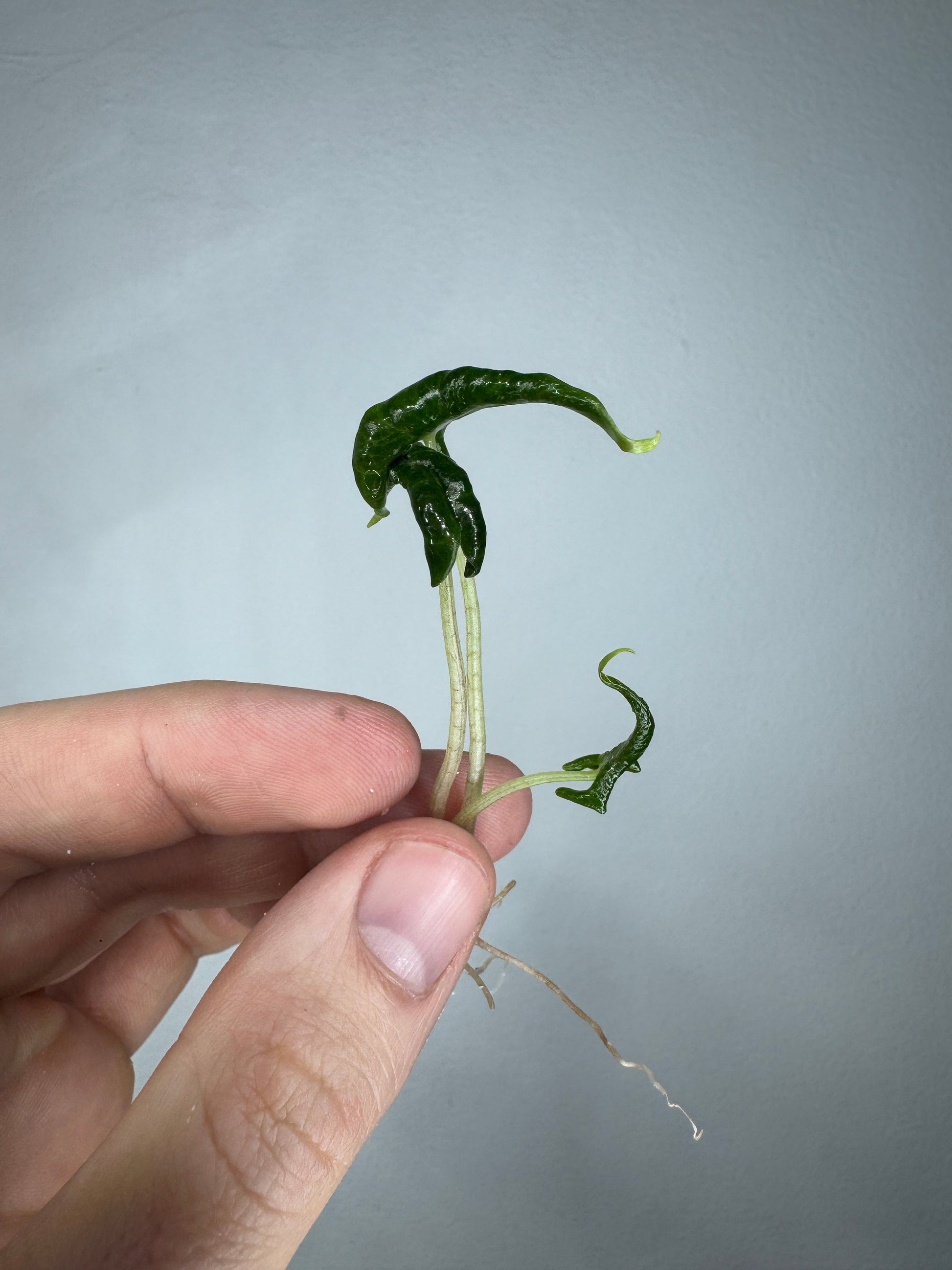 Alocasia loco- rare and unique Alocasia seedling with deep green curled leaves and visible roots, ideal for indoor plant collectors.