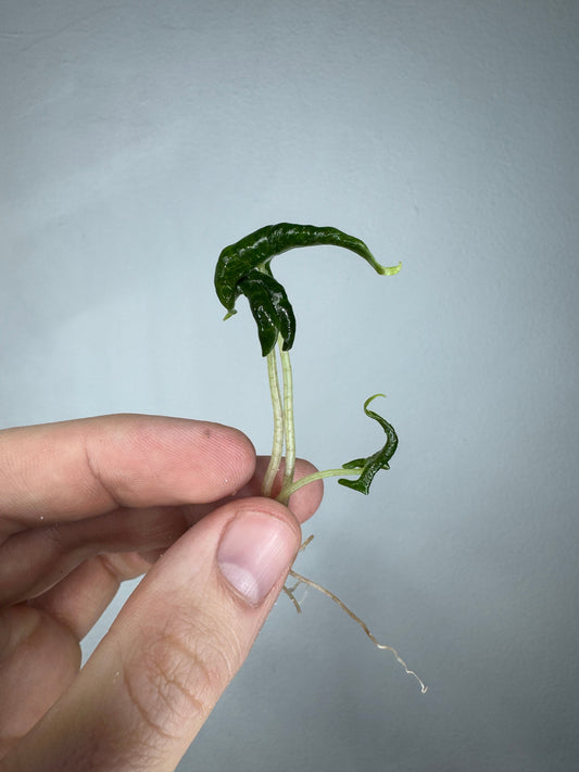 Alocasia loco- rare and unique Alocasia seedling with deep green curled leaves and visible roots, ideal for indoor plant collectors.