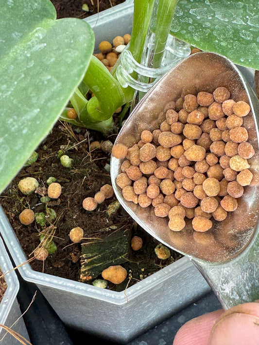 Multicote, 6 Month Release Fertilizer granules shown in a spoon near potted plants. Ideal for steady nutrient release in home gardening.