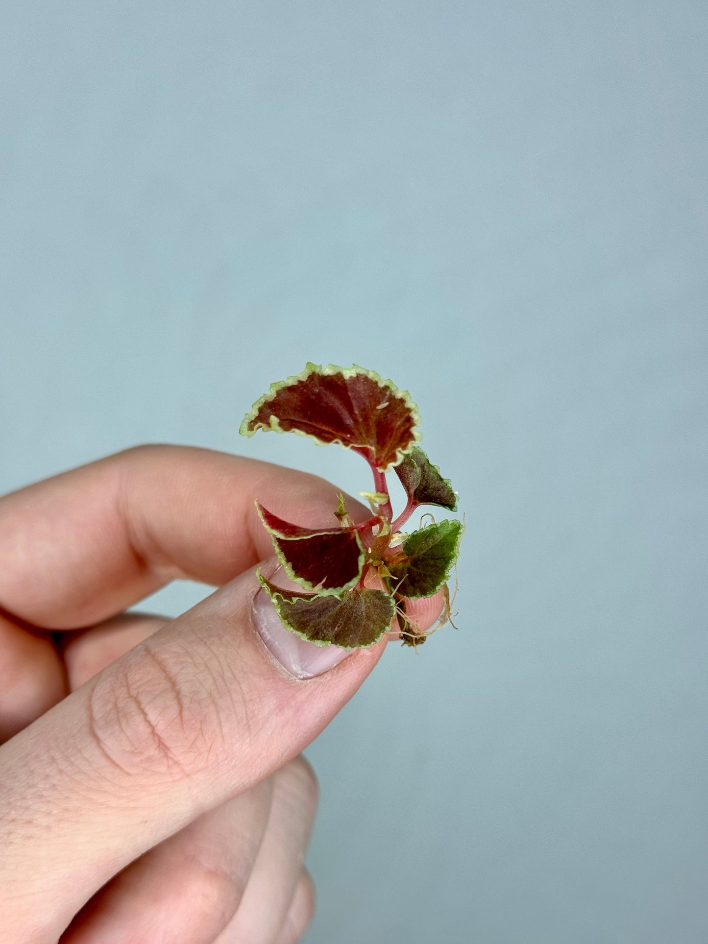 Hand holding a tiny rare Begonia plant with red-green curled leaves, part of the Mini Mystery Begonia Subscription for exotic houseplant lovers.