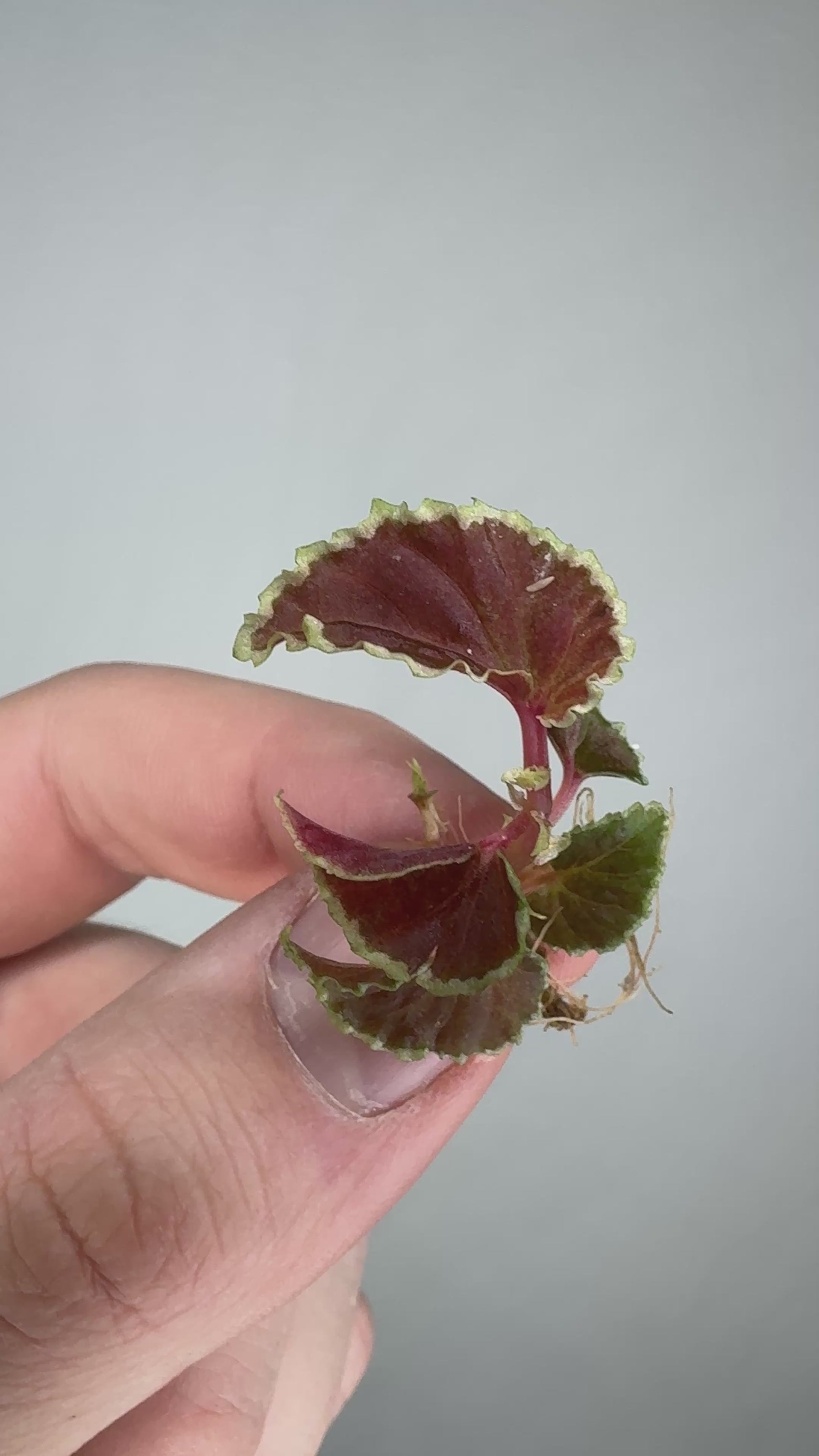 Close-up of a miniature Begonia with variegated foliage, featured in the Mini Mystery Begonia Subscription for unique potted houseplants.