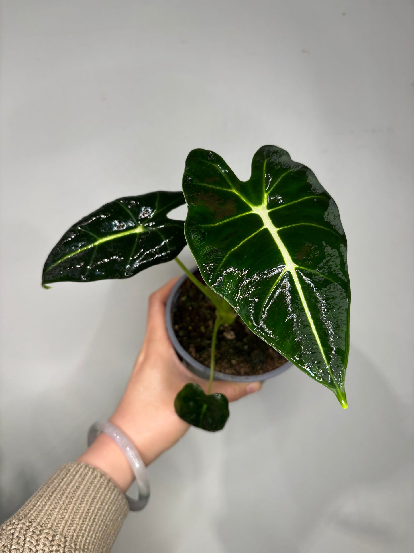 Close-up of Alocasia micholitziana showcasing its glossy, deep green leaves with sharp white veins, great for modern home and garden decor.