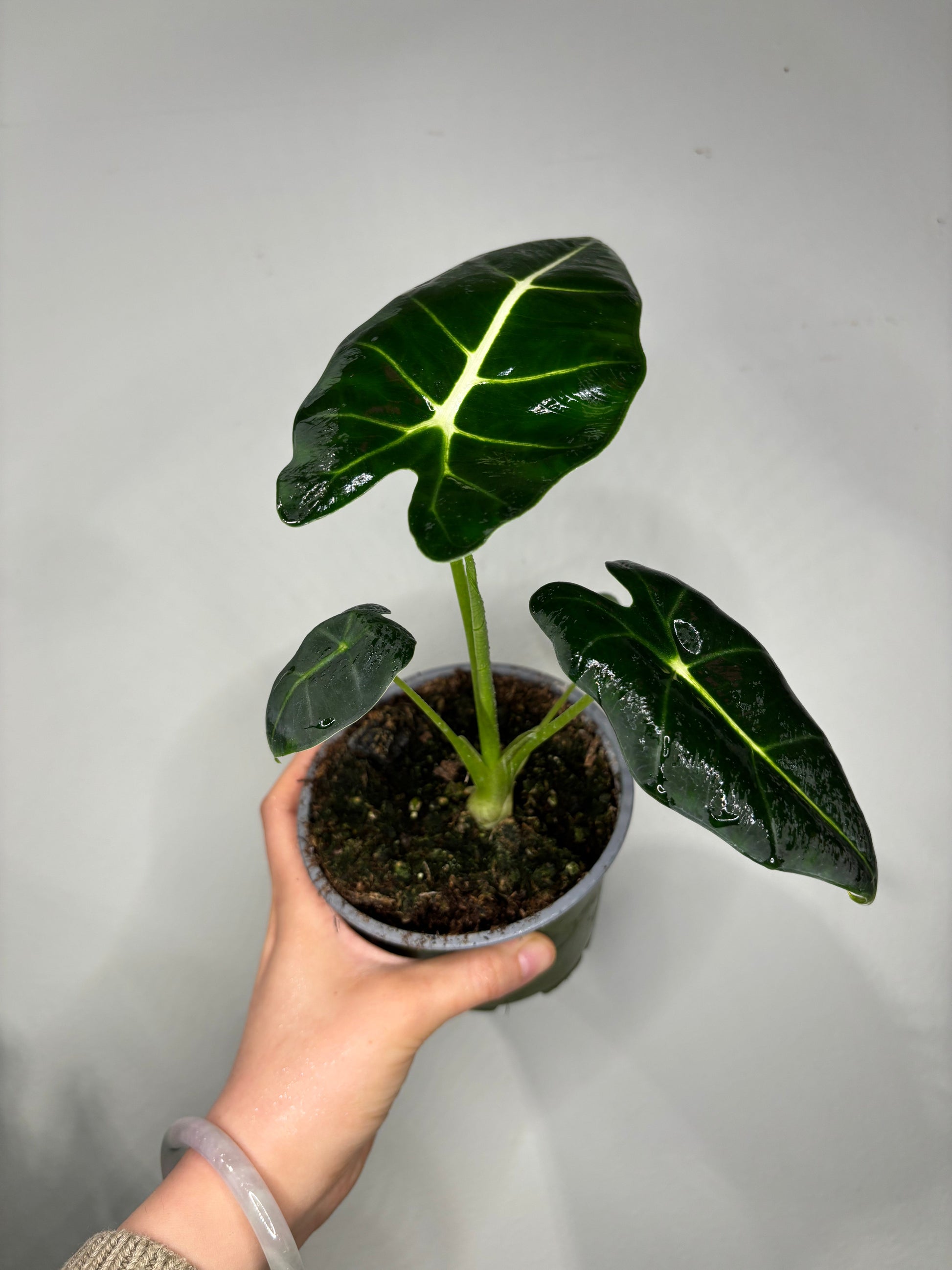 Alocasia frydek plant with three velvety leaves and bold white veins, potted and held in hand, perfect for indoor tropical plant lovers.