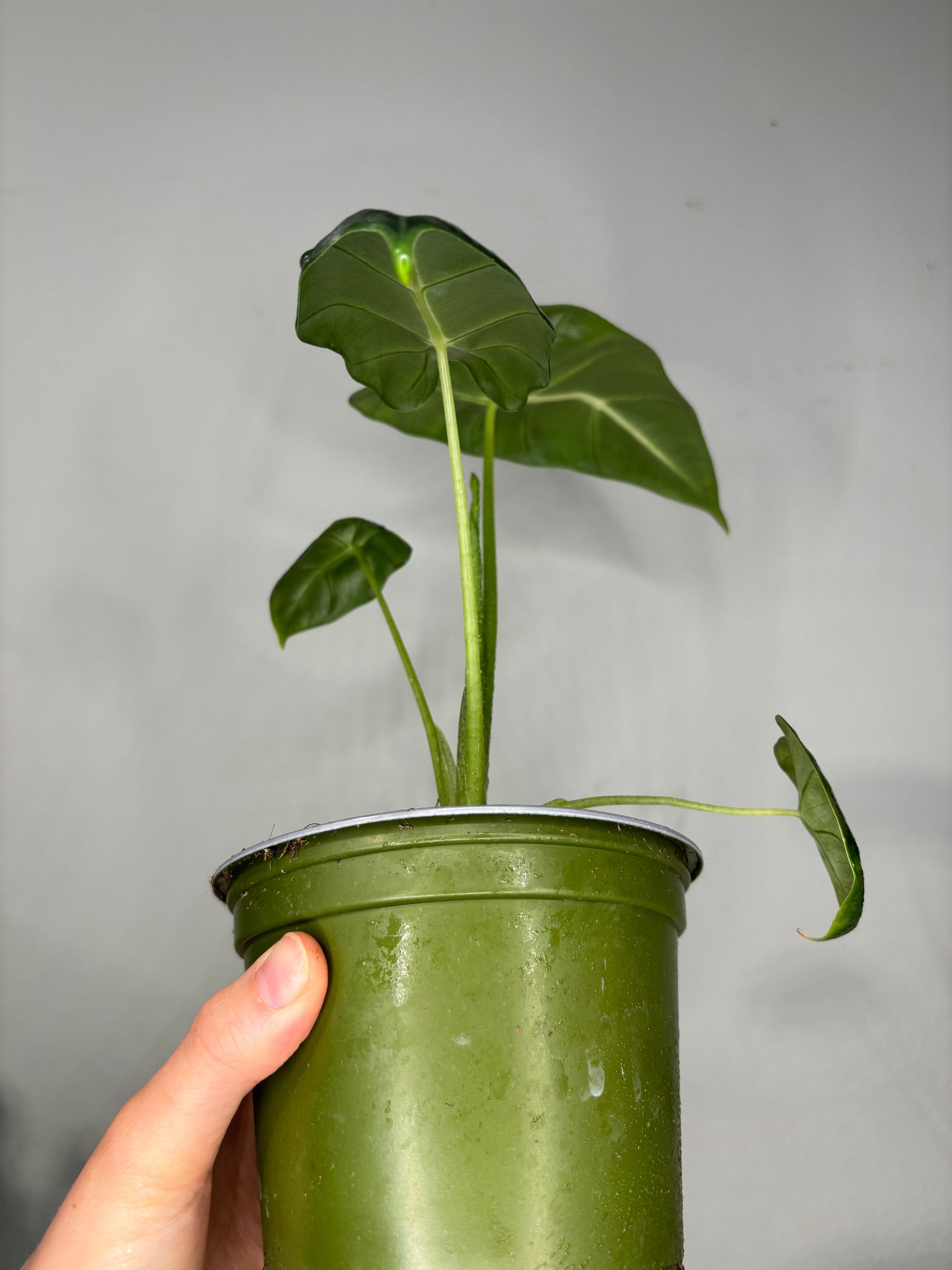 Side view of Alocasia micholitziana in a green nursery pot showing upright stems and young foliage, ideal for home and garden plant collections.