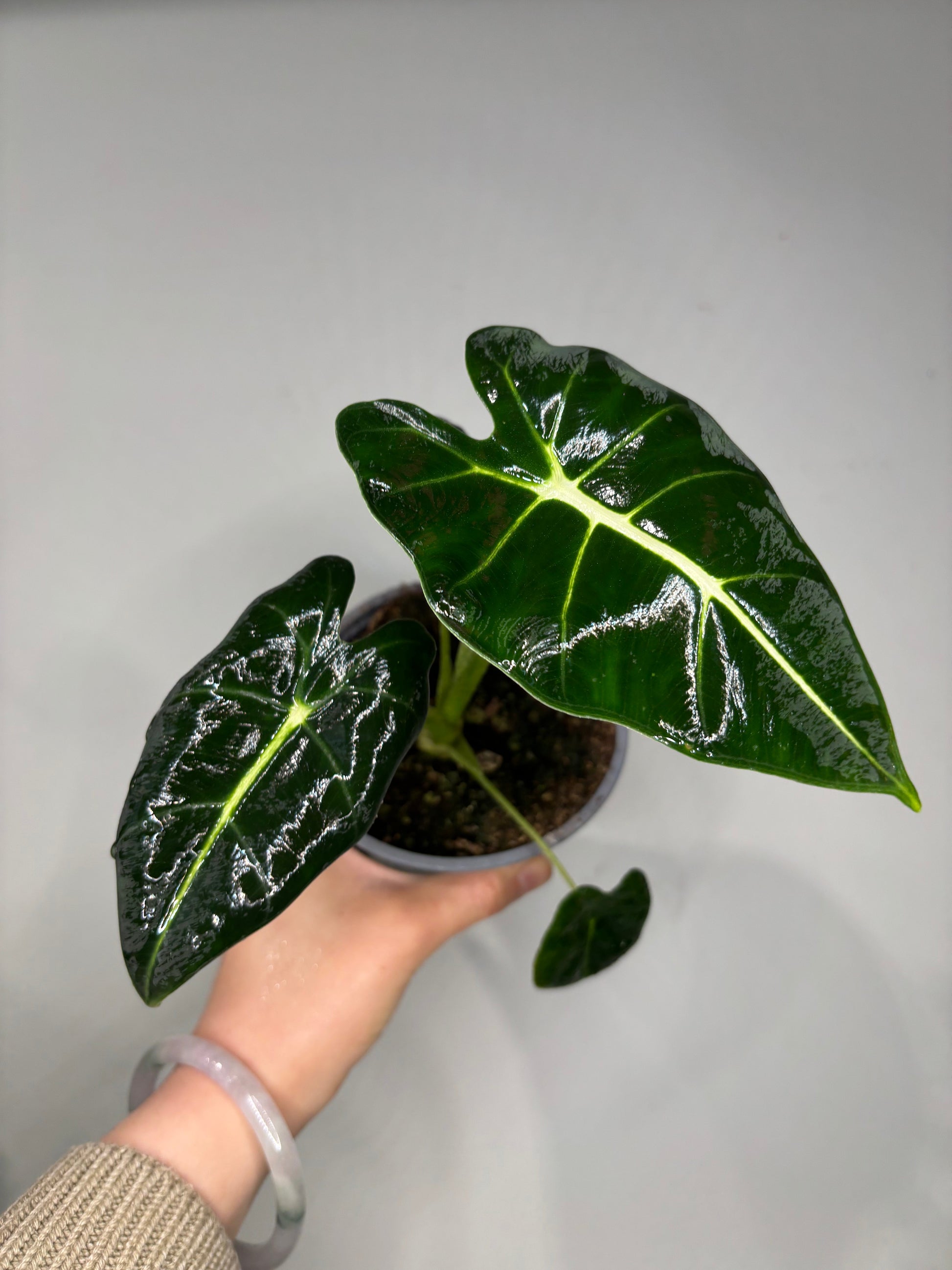 Alocasia micholitziana, often called Alocasia frydek, with velvety dark green leaves and white veins in a small pot for indoor plant decor.