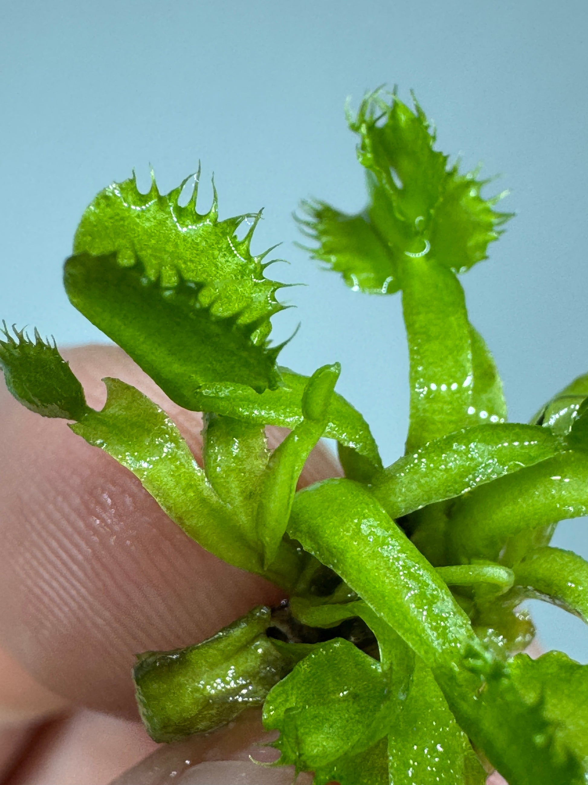 Close-up of a Venus flytrap from the Mini Mystery Carnivorous Plant Subscription—unbox a new surprise each month for plant lovers and collectors.