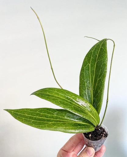 1x Unusual Mystery Hoya Subscription