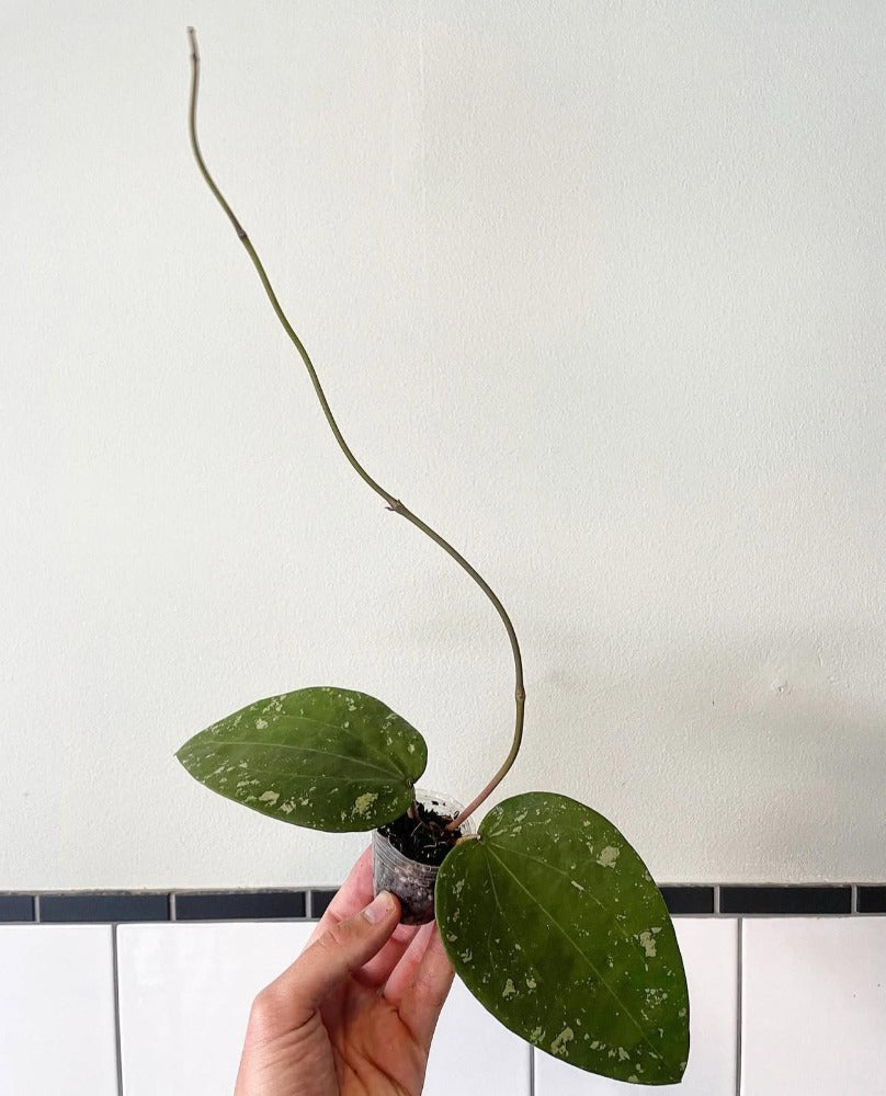 1x Unusual Mystery Hoya Subscription